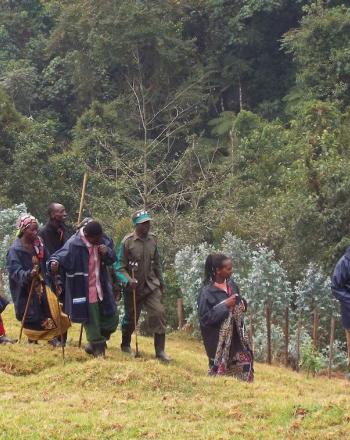 Group of people walking on hill, forest in background.