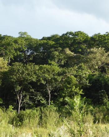 Landscape of lush, green trees with shorter grasses in the foreground.