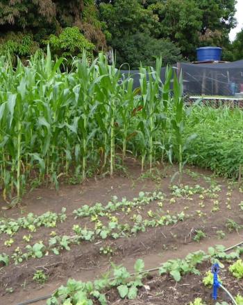 Man standing next to crops.