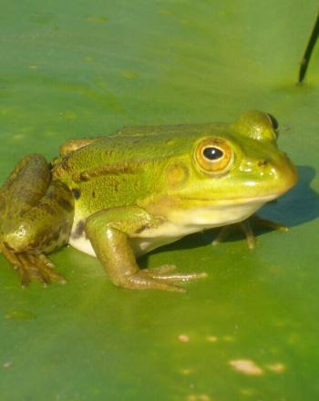 Close-up of green frog on green lily pad.
