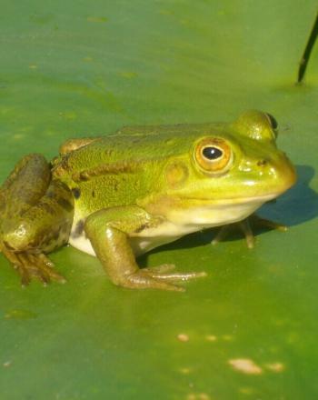 Close-up of green frog on green lily pad.