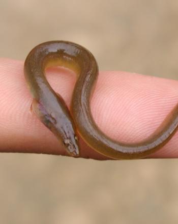 Tiny eel on person's finger.