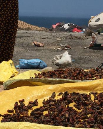 モロッコの西海岸、アガディール近くでムール貝を干す女性たち