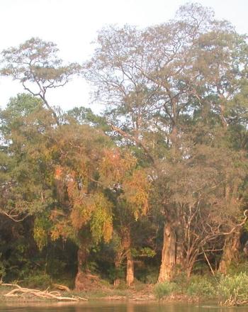 Bosque con agua.