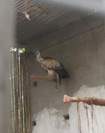 Vulture in enclosure.