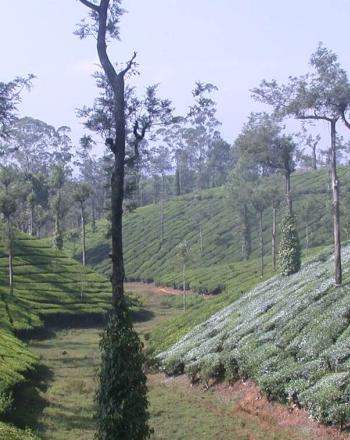 Tree plantation, trees spotting the landscape.