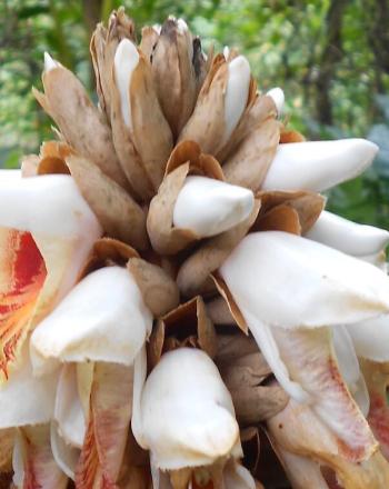 Close-up of white flower with a bit or orange.
