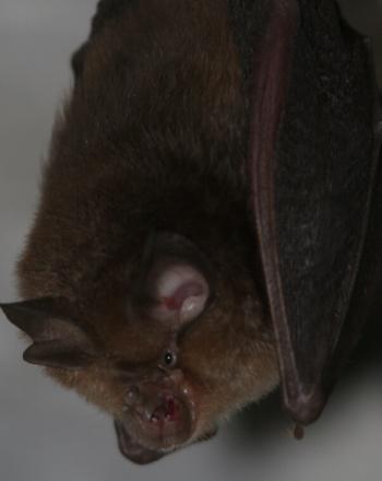Close-up of hanging bat.