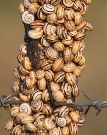 Pequeños caracoles que cubren un poste.