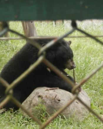 Bear behind chain-link fence.