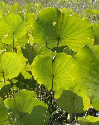 Muchas hojas de loto verde.