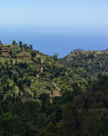 Bosque en las tierras altas de Anjouan, Comoras