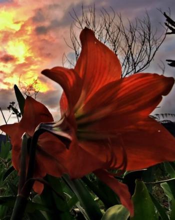 Vista with sunrise or sunset, striking red flower in the foreground.