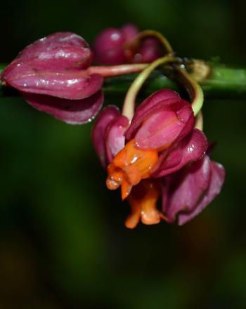 Close-up of delicate, purple-ish, red flowers on horizontal green stem.