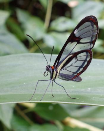 Close-up of butterfly with clear and black wings on leaf.