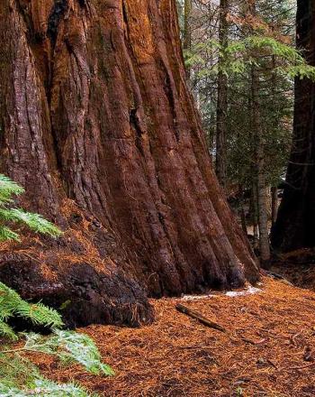 Base of two very large trees.