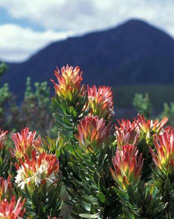 Arbusto de protea rojo con montañas al fondo.