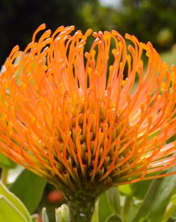 Primer plano de flor de naranja.
