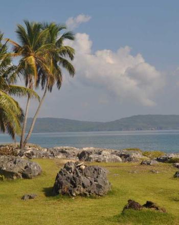 Palm trees on grassy shore, budding up against sea.