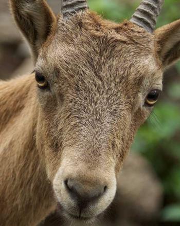 Close-up of head and beginning of torso of female goat with small horns.