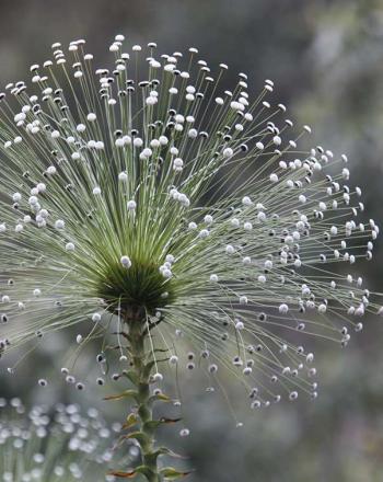Delicate white and green flower.
