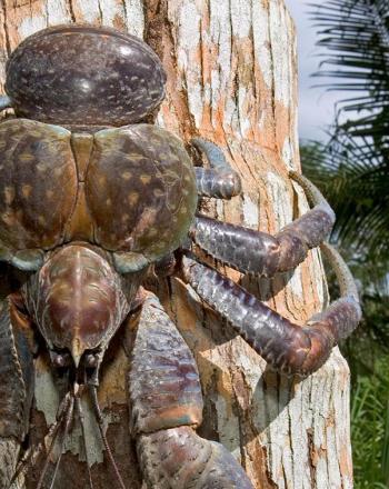 Very large, brown crab on tree trunk.