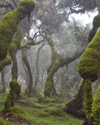 Bosque frondoso, árboles con verde hasta los troncos, que se inclinan a la derecha.