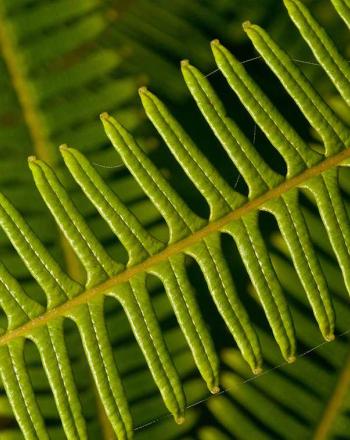 Close up of several fern leaves, black background.