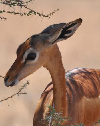 Close-up of small, brown antelope near spindly tree.