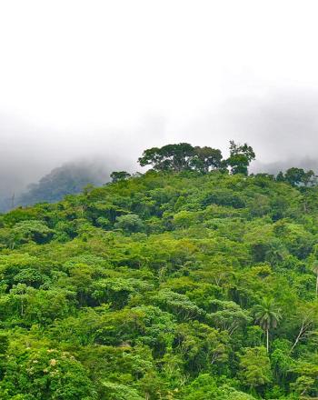 Bosque verde, nubes brumosas.