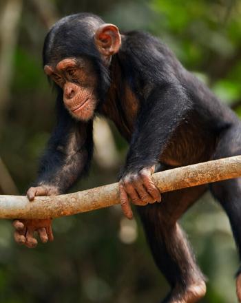 Close-up of young chimpanzee swinging from branch.