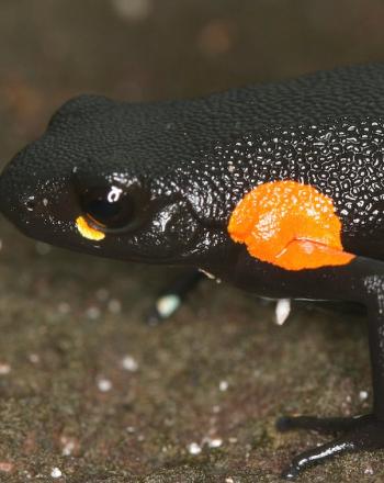 Primer plano de rana negra con marcas de color naranja brillante.