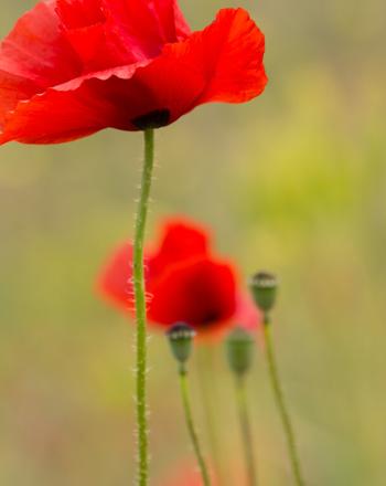 Close up of delicate, red flowers.