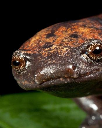Close-up of brown and orange salamander on leaf.