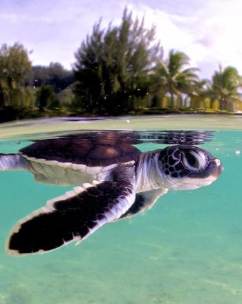 Small sea turtle just under the water's surface, island vegetation in background.