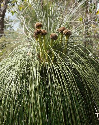 Close-up of grassy plant.