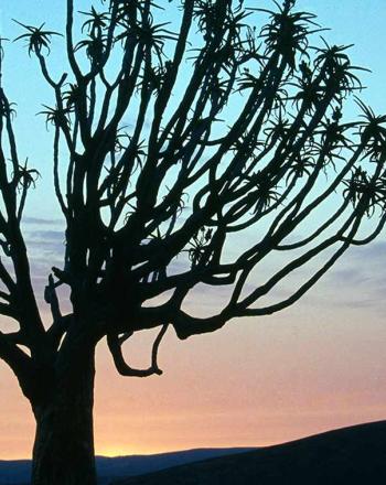 Árbol de aloe contra el amanecer o el atardecer.