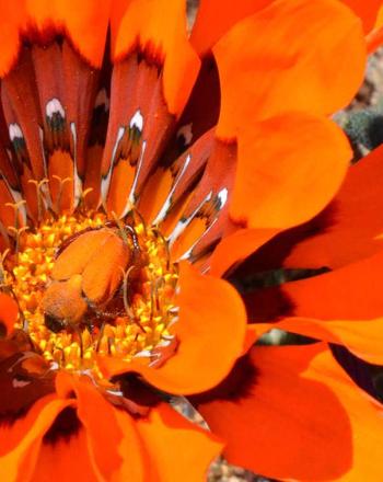 Close-up of bright orange flower with orange beetle in its center.