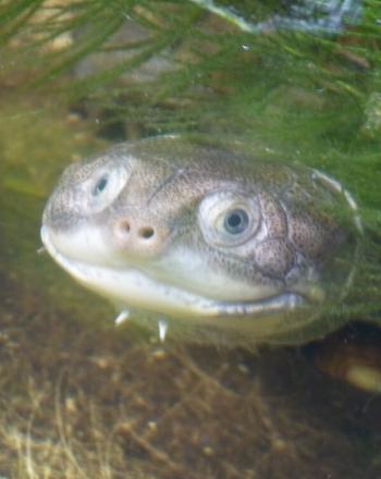 Terrapin sous l'eau, culminant à partir d'herbes marines.
