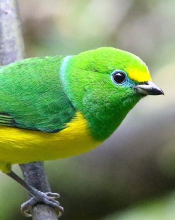 Close up of green, yellow, blue bird on branch.