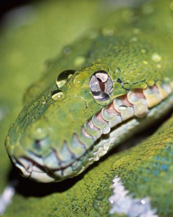 Close-up of curled, green snake with white markings.