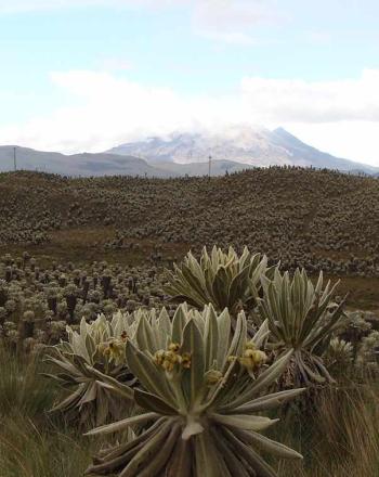 Field of distinctive, green-brown plants with mountains in background.