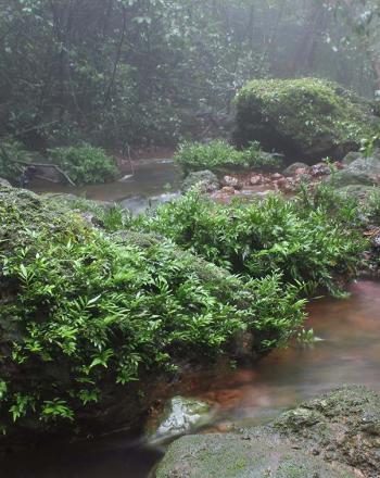 Misty stream with lush foliage.