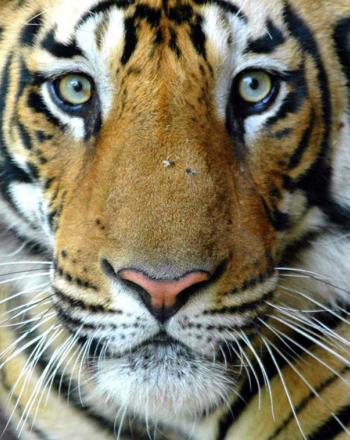 Striking close-up of tiger's face from slightly above.