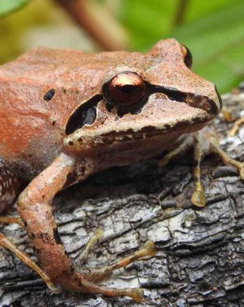 Close-up of orange frog.