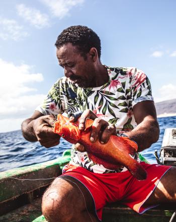 Un pescador local desenganchando un ejemplar adulto de lubina con manchas azules capturado de forma sostenible, Cabo Verde.
