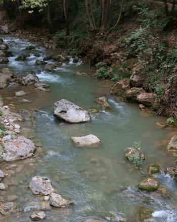 Primer plano de un río poco profundo que serpentea a través del bosque.