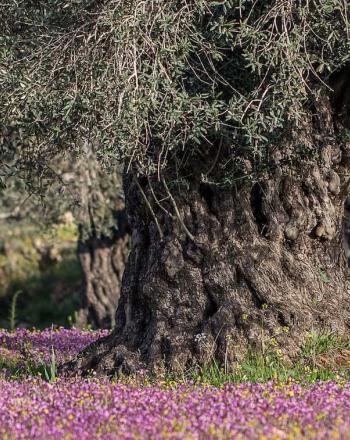 Base of large tree with small, purple flowers spread across the ground.