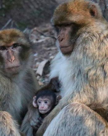 Two adult macaques, one baby, sitting on ground.