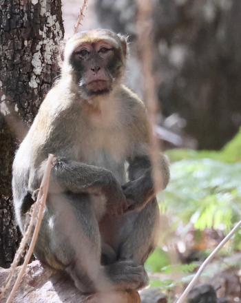 Le macaque de Barbarie ( ), une espèce en voie de disparition, dans le parc naturel de Bouhachem, au Maroc